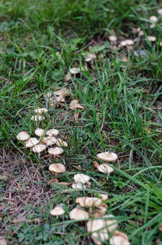 Anello fatato di Marasmius oreades funghi che crescono in erba.