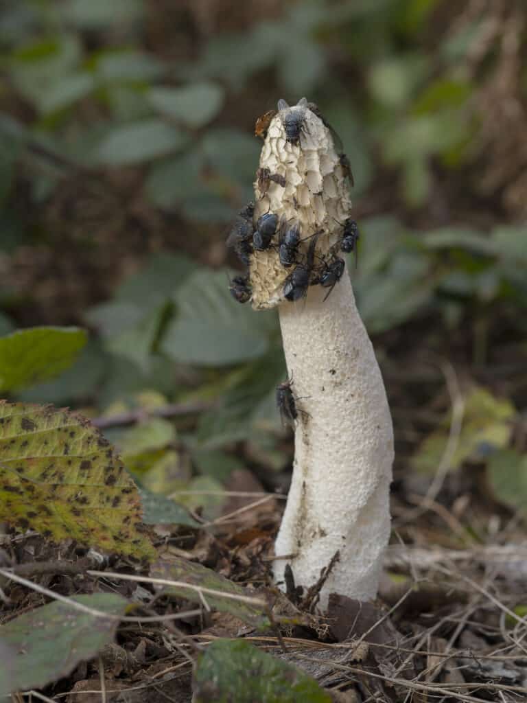 Fungo Stinkhorn coperto di mosche.