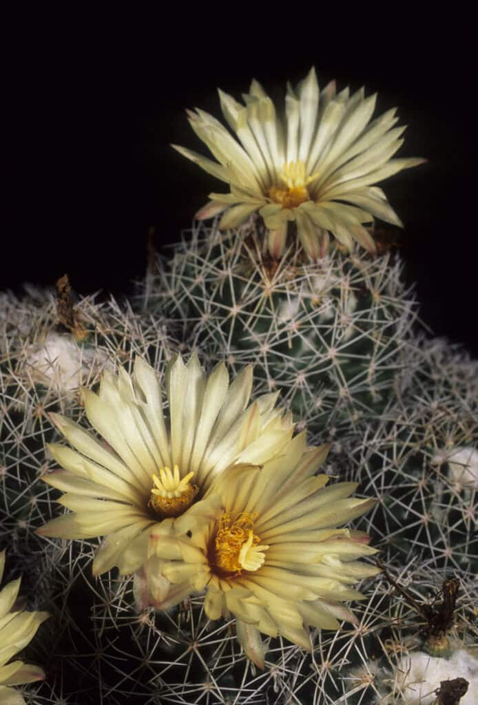 Gruppo di cactus alveare con fiori gialli