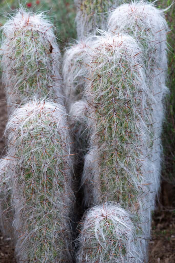 Vecchio cactus che cresce in un gruppo.