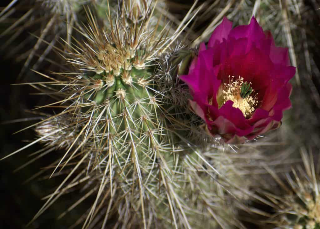 Cactus riccio con fiore viola