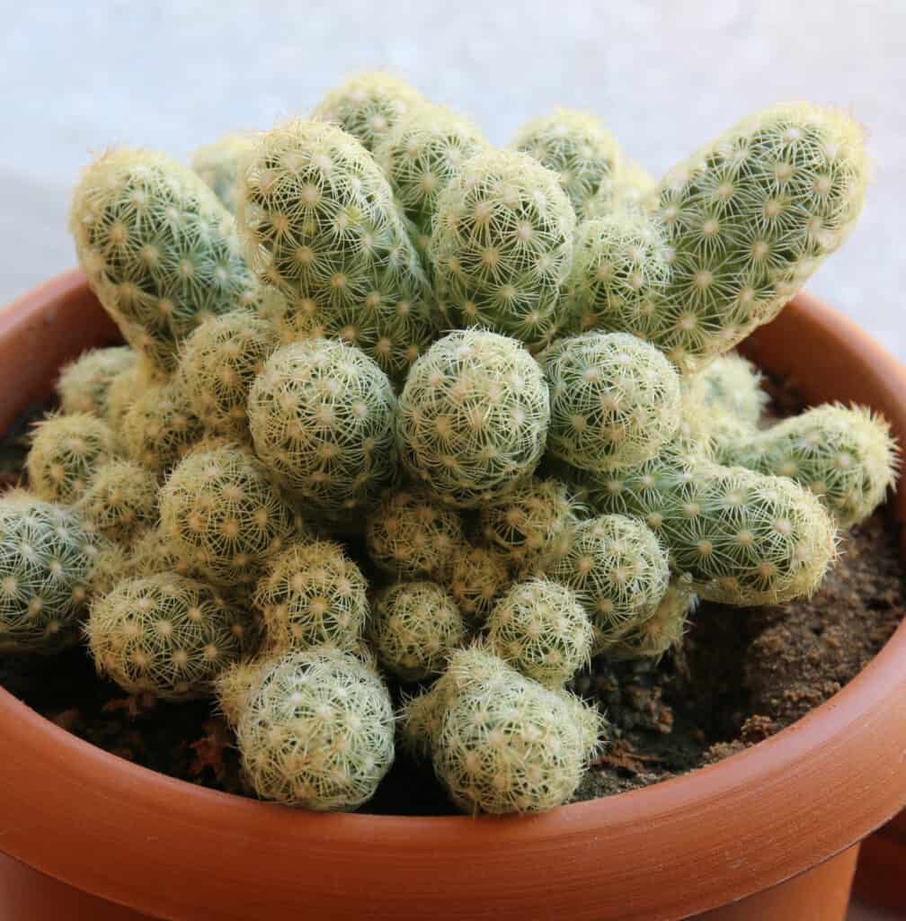 Mammillaria elongata, cactus savoiardo o cactus pizzo dorato