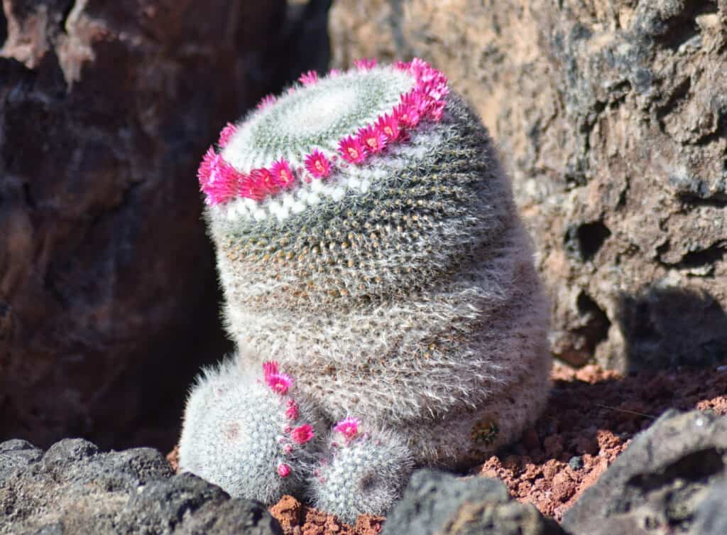 Old Lady Cactus puntaspilli