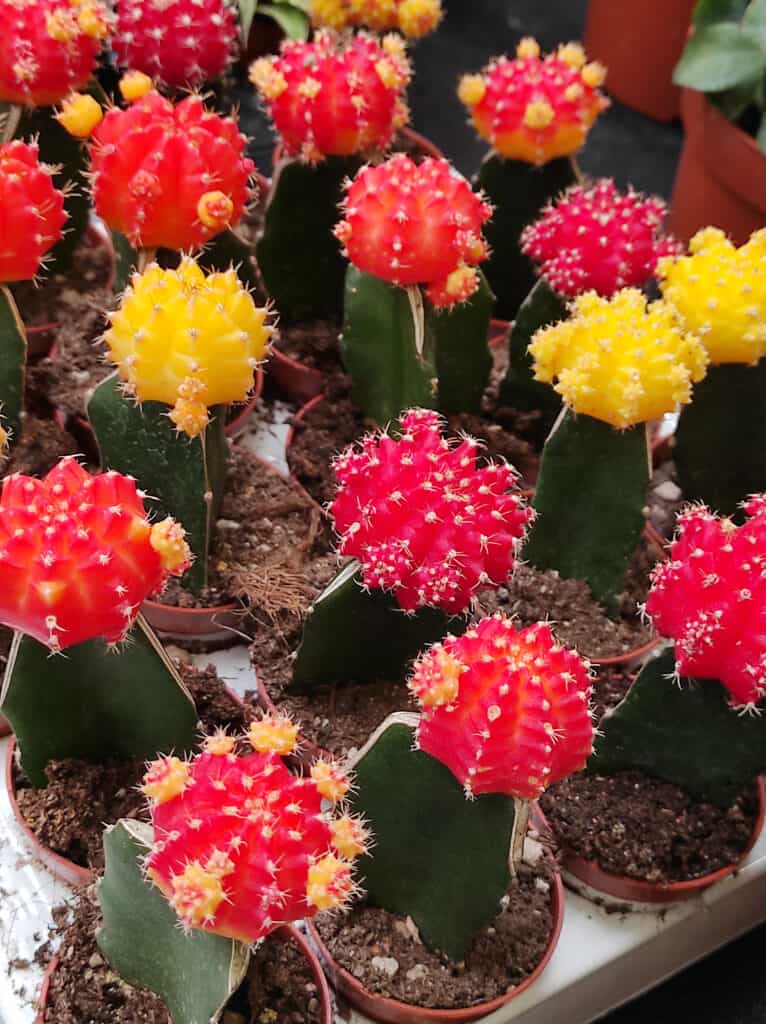 Gymnocalycium mihanovichii colorato, o cactus lunare