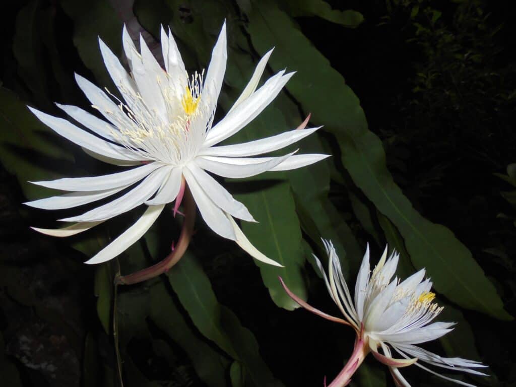 Fioritura Epiphyllum oxypetalum o Regina del cactus notturno