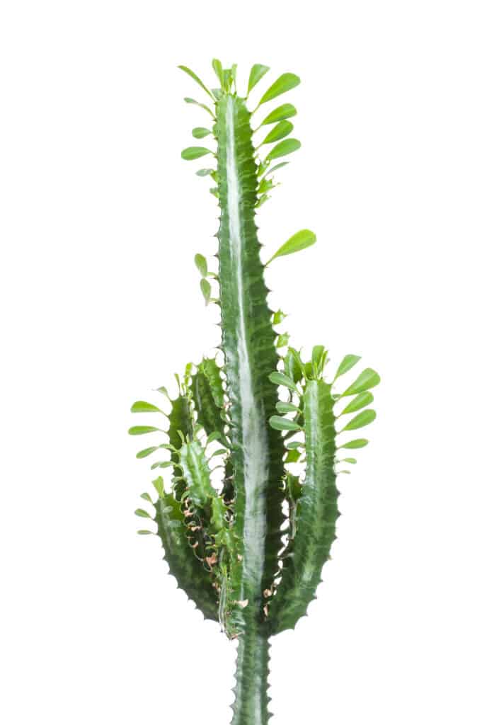 Cactus africano dell'albero del latte su priorità bassa bianca.