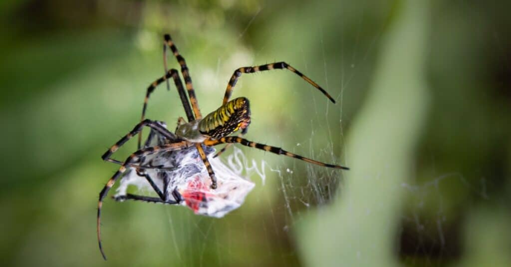 Ragno da giardino che gira una ragnatela attorno a una mosca lanterna maculata
