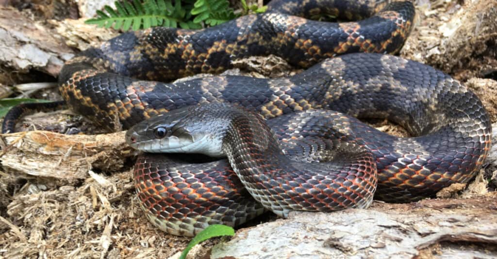 Giovane serpente di ratto occidentale