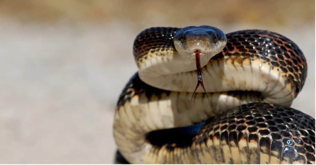 serpente di ratto occidentale adulto in posizione difensiva