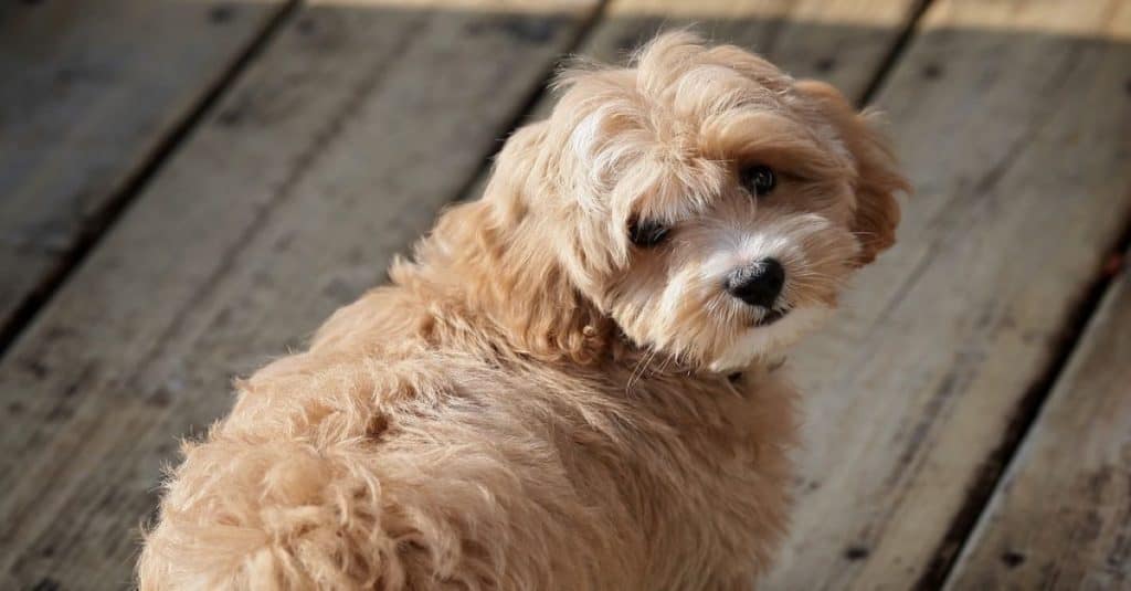 cucciolo di westiepoo marrone chiaro