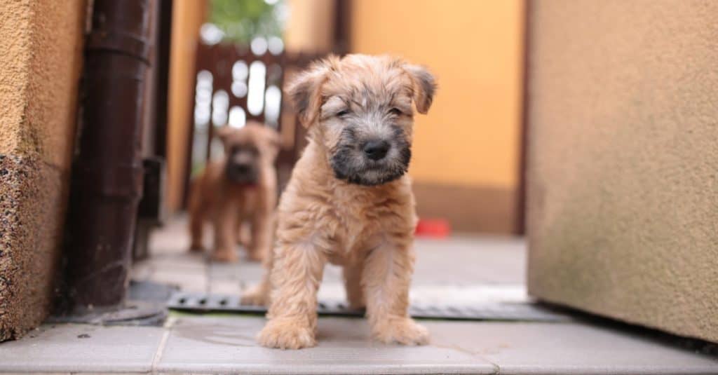 Cucciolo di terrier di grano irlandese con pelo morbido