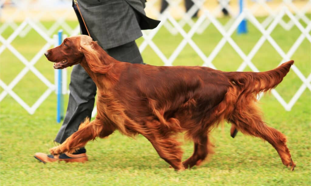 Setter irlandese a una mostra canina dell'AKC