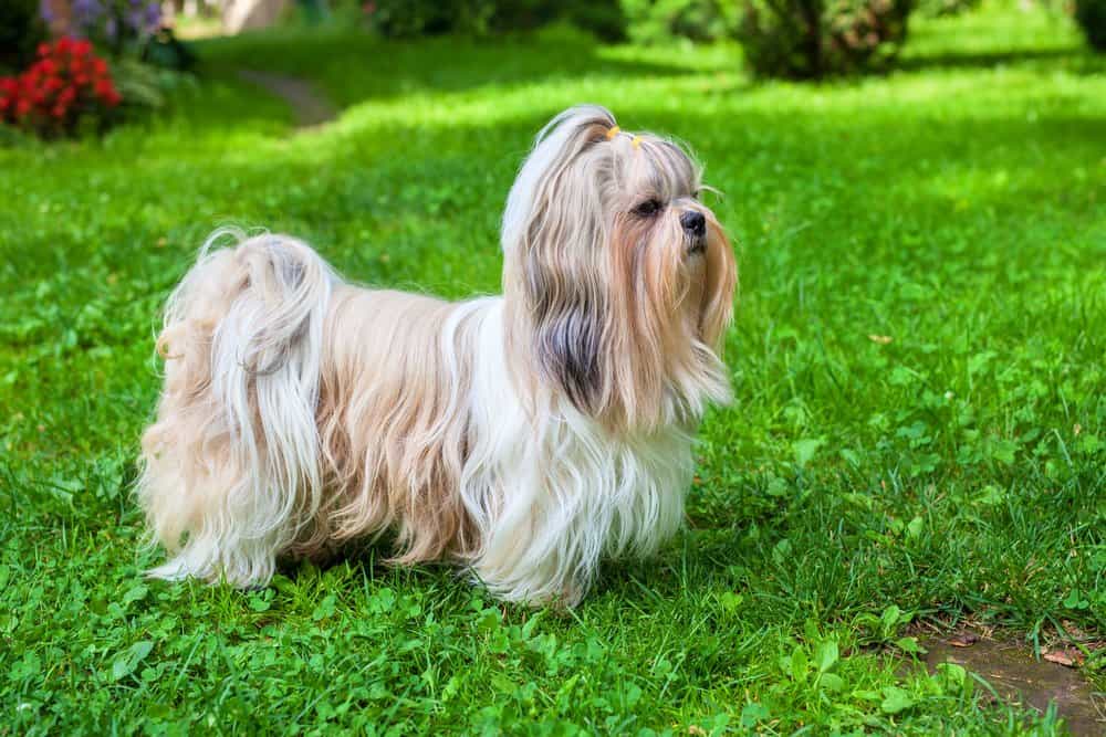 Shih Tzu (Canis familiaris) - in piedi nel campo erboso