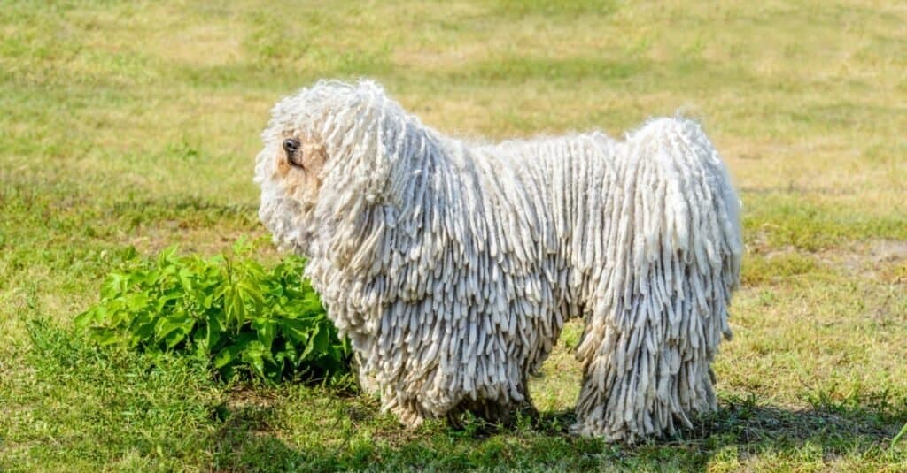 Tipi di cani di grossa taglia