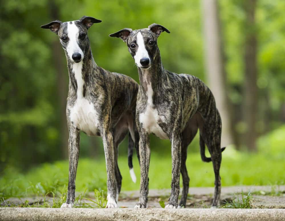 Whippet (Canis familiaris) - in piedi fianco a fianco nei boschi
