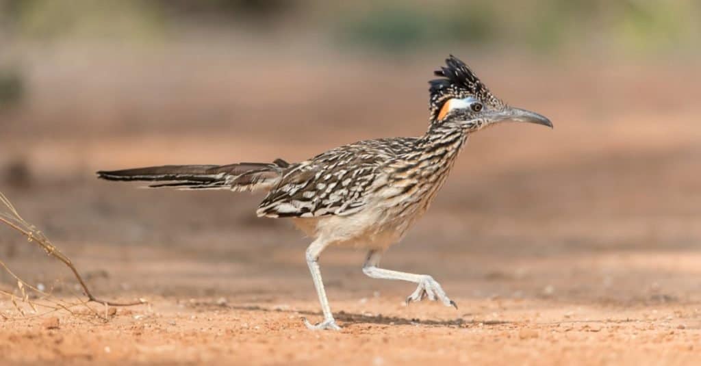 Incredibili animali del deserto: Roadrunner