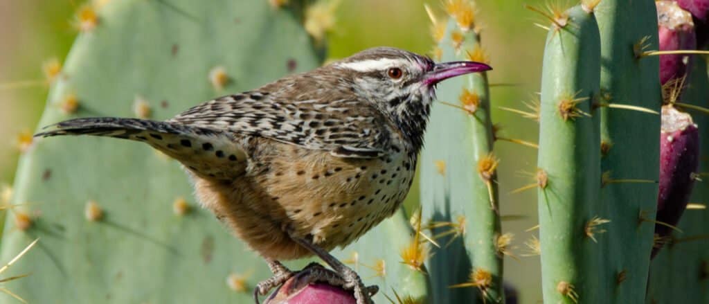 Animali in Arizona - Cactus Wren