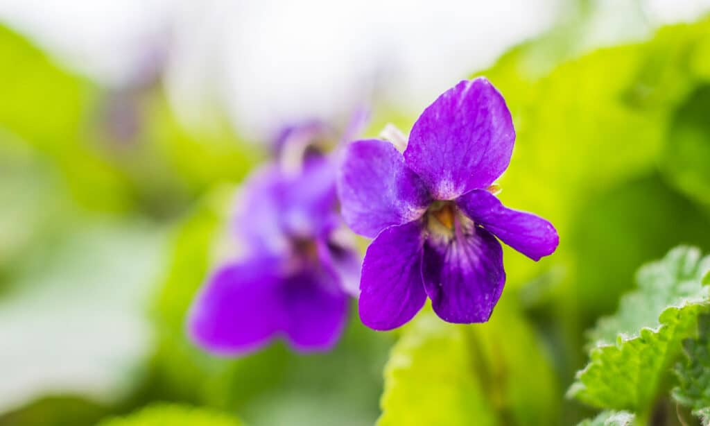 Violette selvatiche