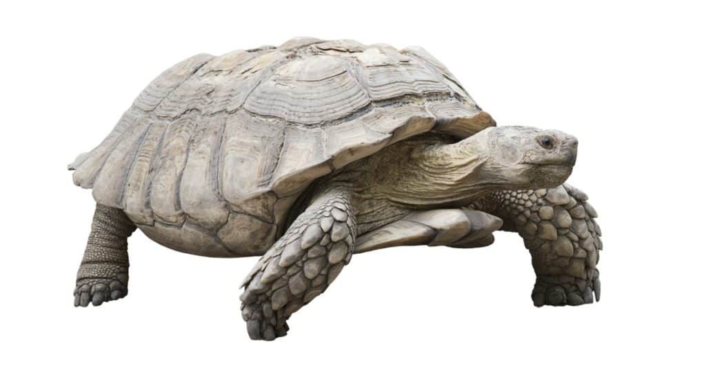 tartaruga gigante delle Galapagos isolata su sfondo bianco
