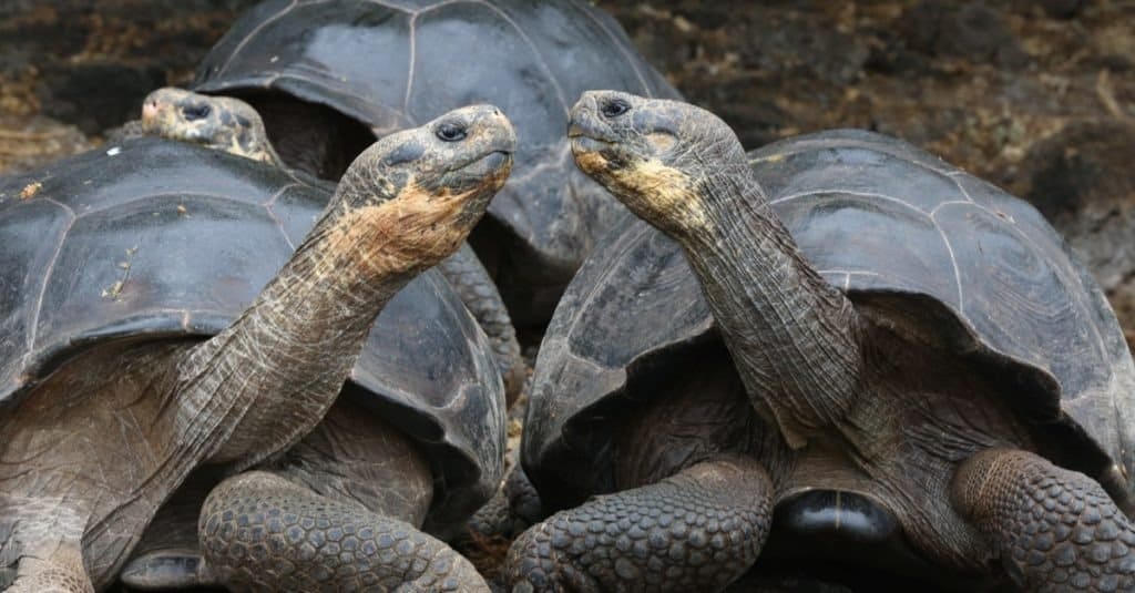 Tartaruga delle Galapagos, Isole Galapagos, Ecuador