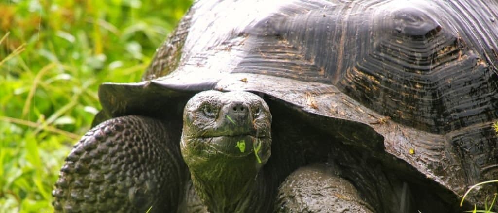 Tartaruga gigante delle Galapagos (Geochelone elephantopus) sull'isola di Santa Cruz nel Parco nazionale delle Galapagos, Ecuador.