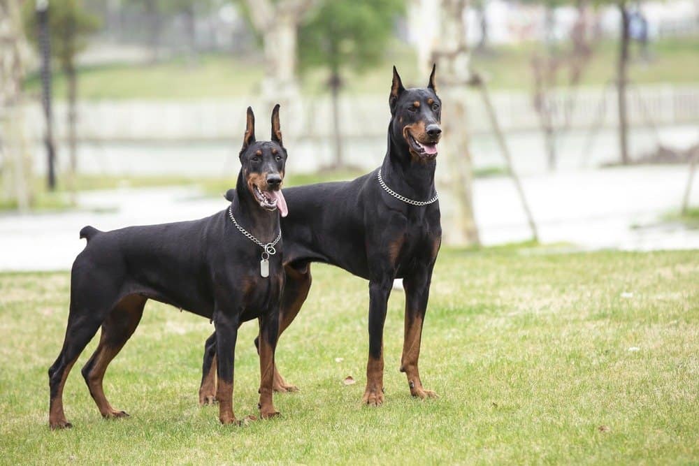 Coppia di Doberman Pinscher