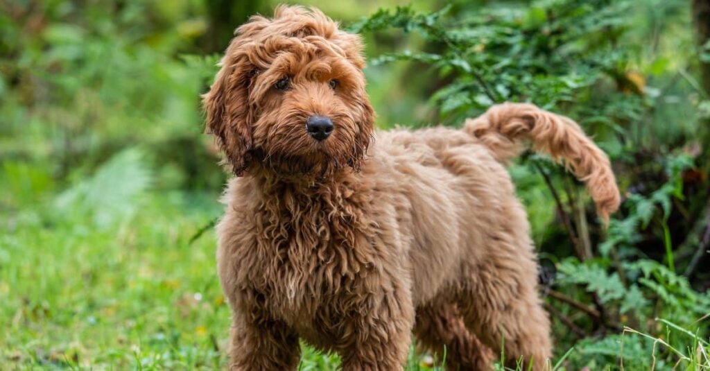 tan cockapoo in piedi nell'erba