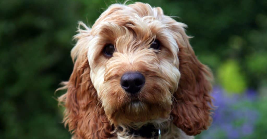 Cockapoo contro Goldendoodle