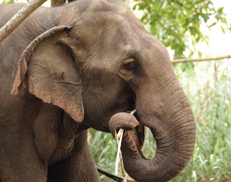 Primo piano dell'elefante asiatico