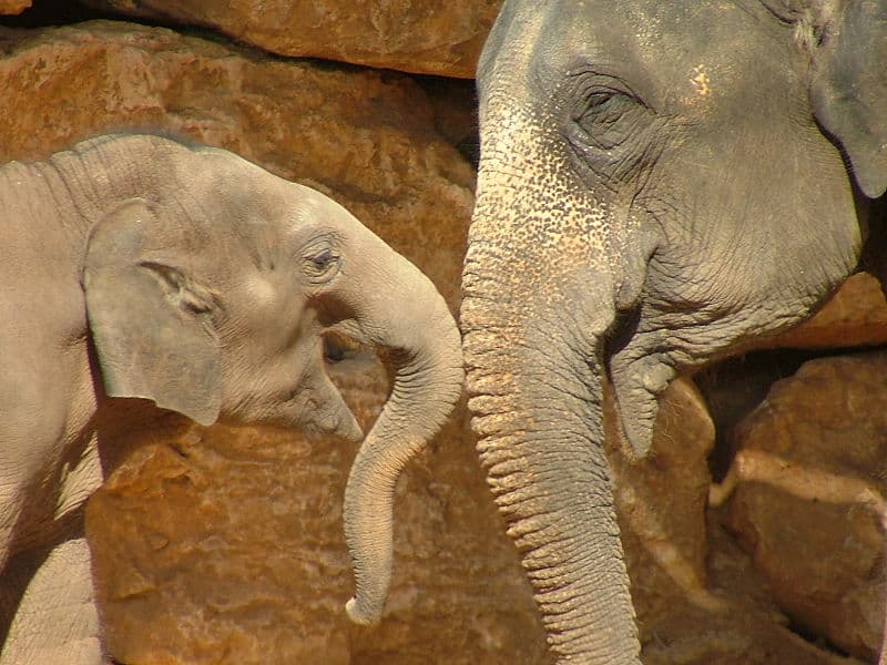 Un elefante asiatico e un bambino allo zoo biblico di Gerusalemme