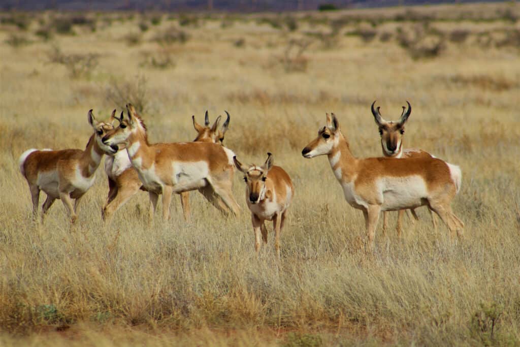 Iron County, nello Utah, ospita un'abbondanza di fauna selvatica
