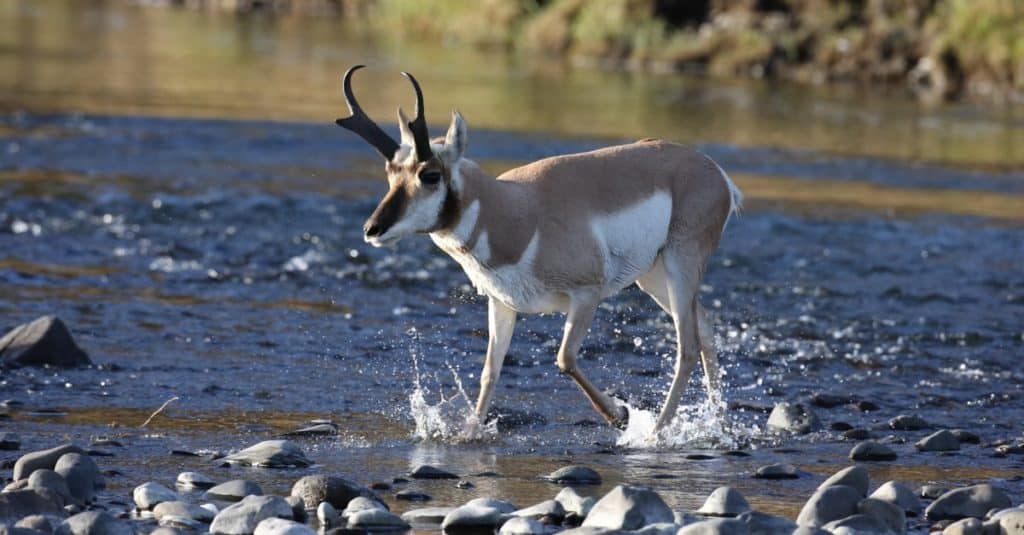Pronghorn attraversando un torrente, Wyoming, il Parco Nazionale di Yellowstone