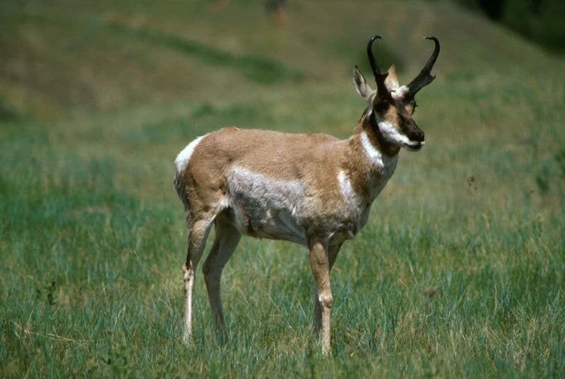 Pronghorn in piedi nel pascolo verde