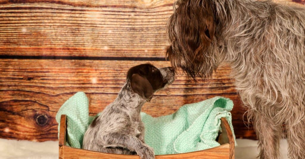 Madre Wirehaired Grifone di punta con il cucciolo