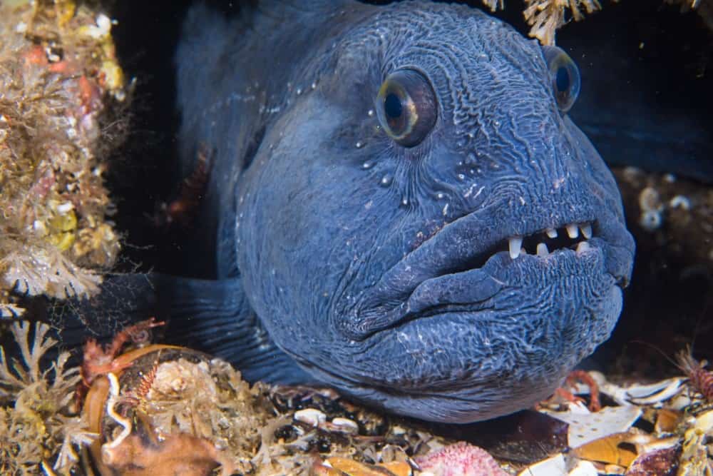 Lupa atlantica (Anarhichas lupus) a Saltstraumen, Norvegia - Rana pescatrice dall'aspetto spaventoso