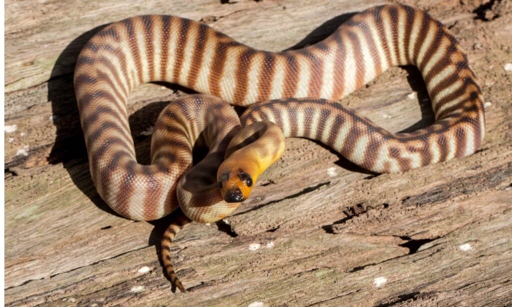 Woma Python sul log