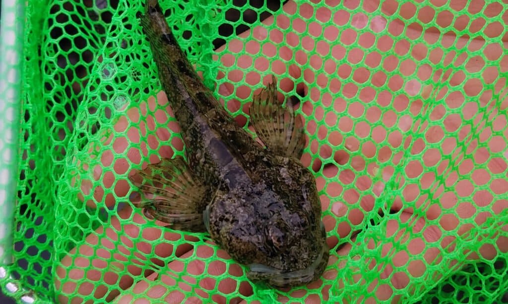 Sculpin giovanile catturato in una rete.