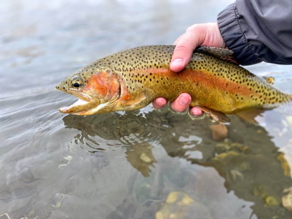 Una trota spietata di Yellowstone nella mano di un pescatore prima di essere rilasciata