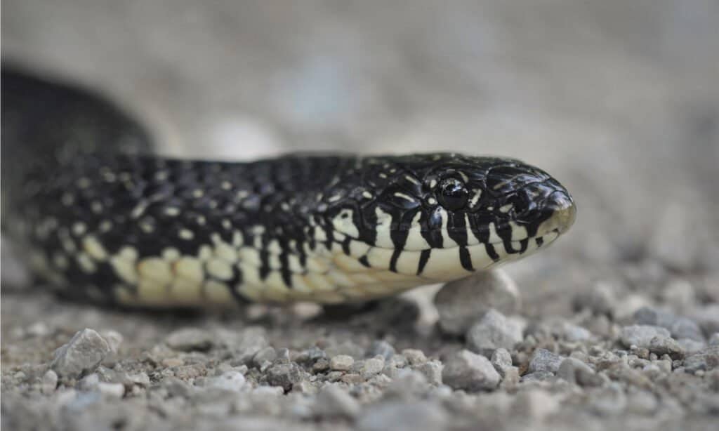 Re Serpente Nero Orientale
