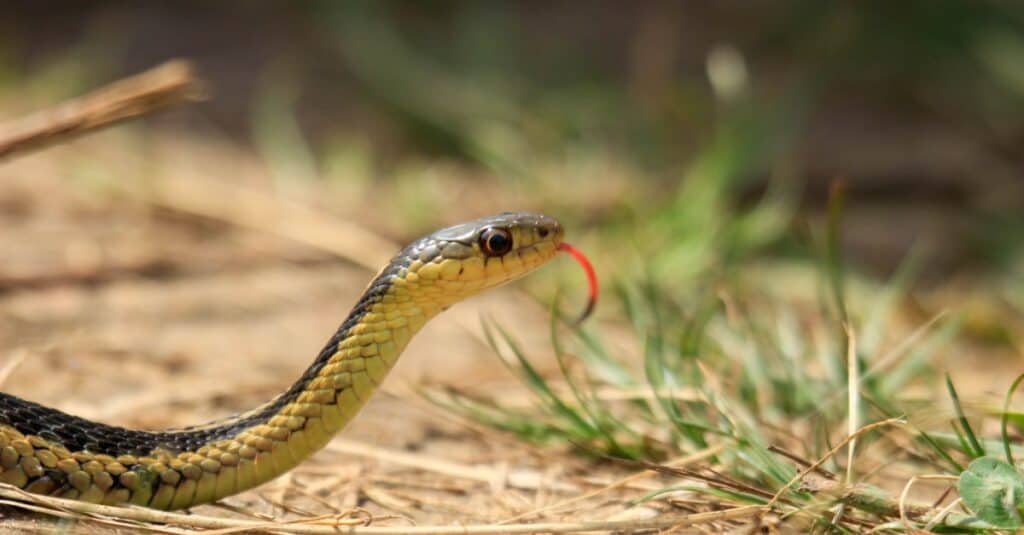 sibilo del serpente giarrettiera