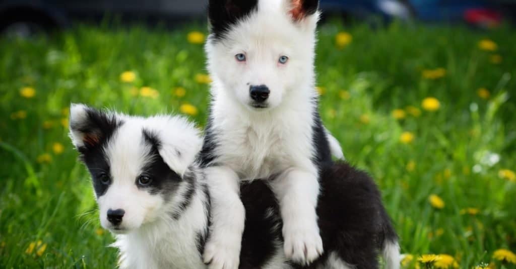 Cuccioli di Yakutian Laika che giocano nell'erba.