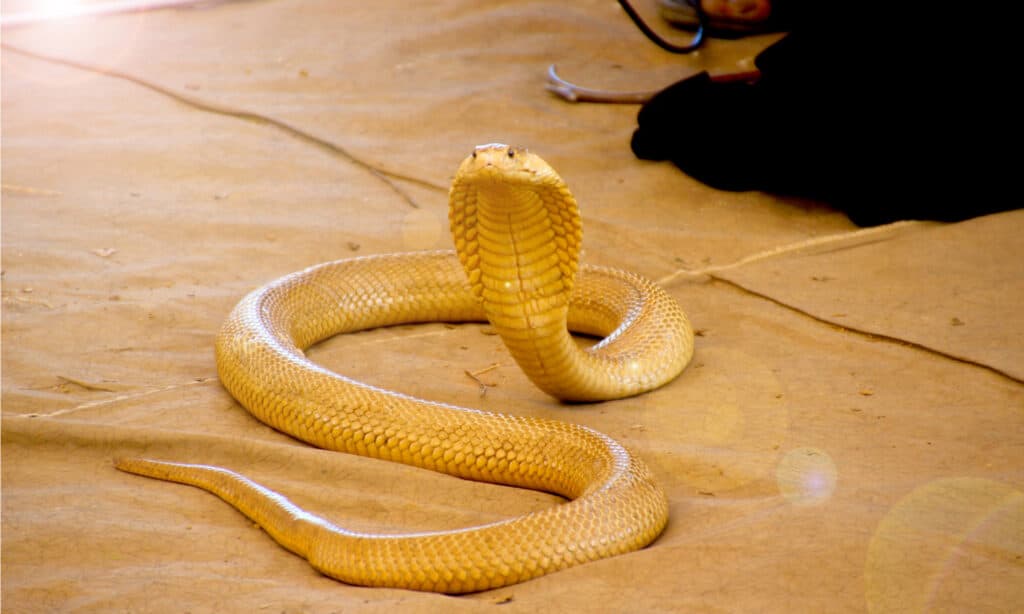 Il Cobra Giallo allarga un ampio cappuccio in difesa quando viene minacciato o affrontato.
