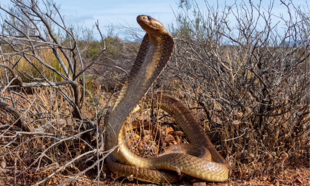 Il Cobra Giallo ha una testa larga che è indistinta dal corpo.