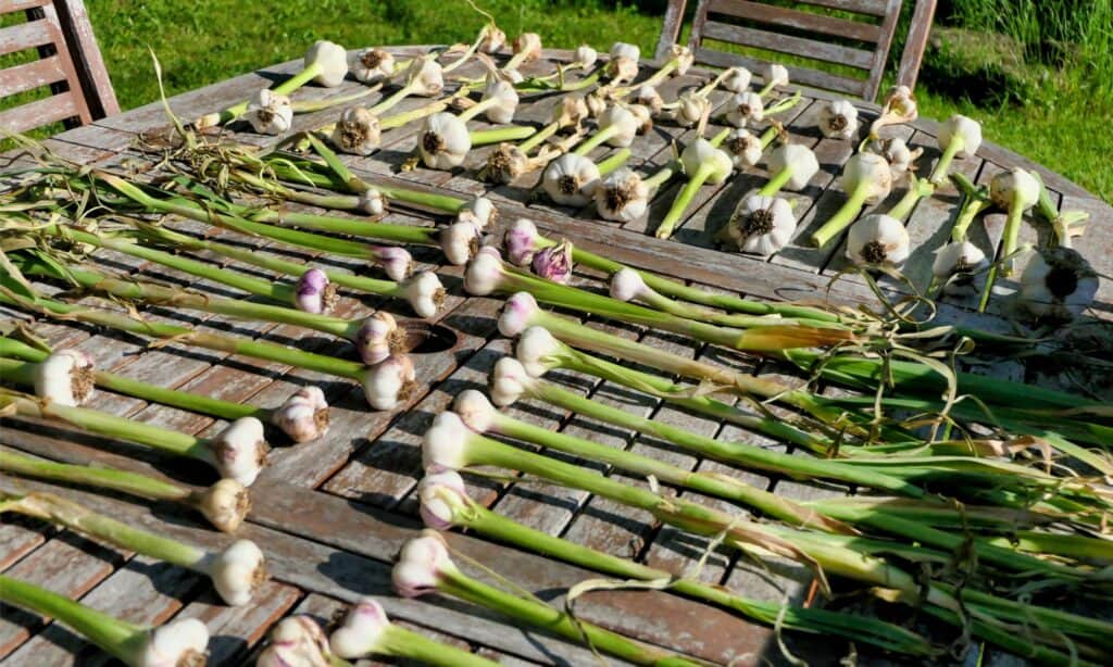 aglio a collo duro e morbido raccolto
