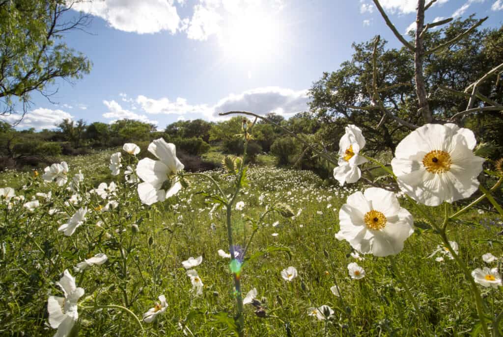 migliori fiori perenni