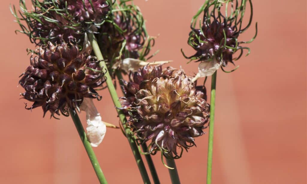 Cipolla selvatica vs aglio selvatico