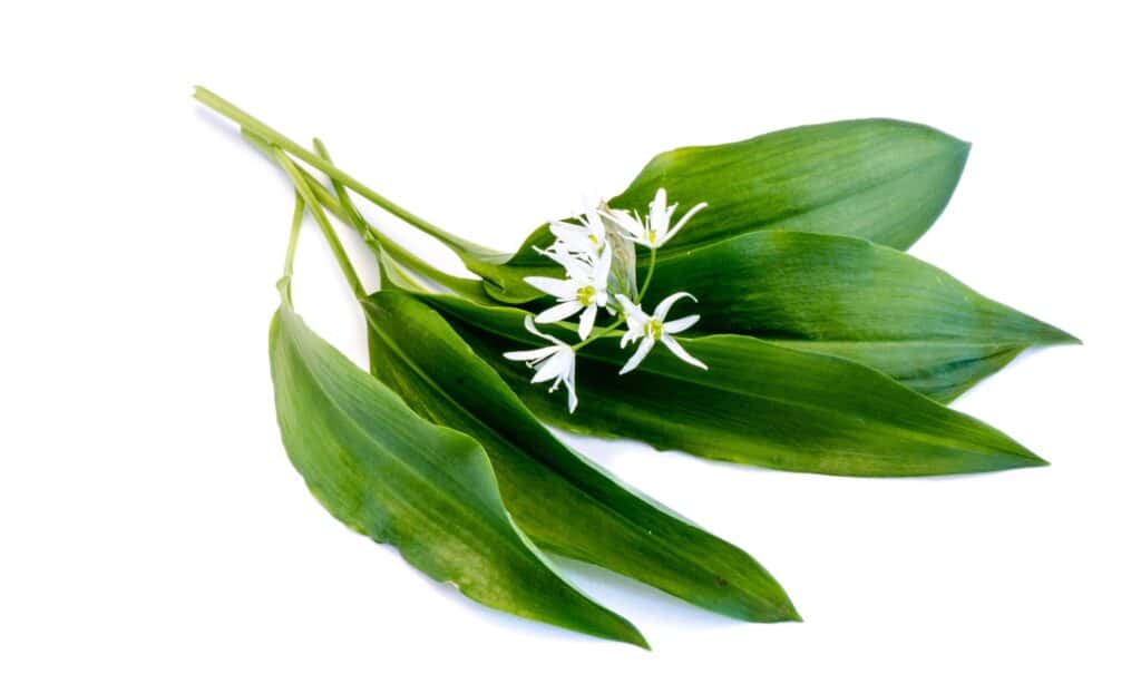 Cipolla selvatica vs aglio selvatico