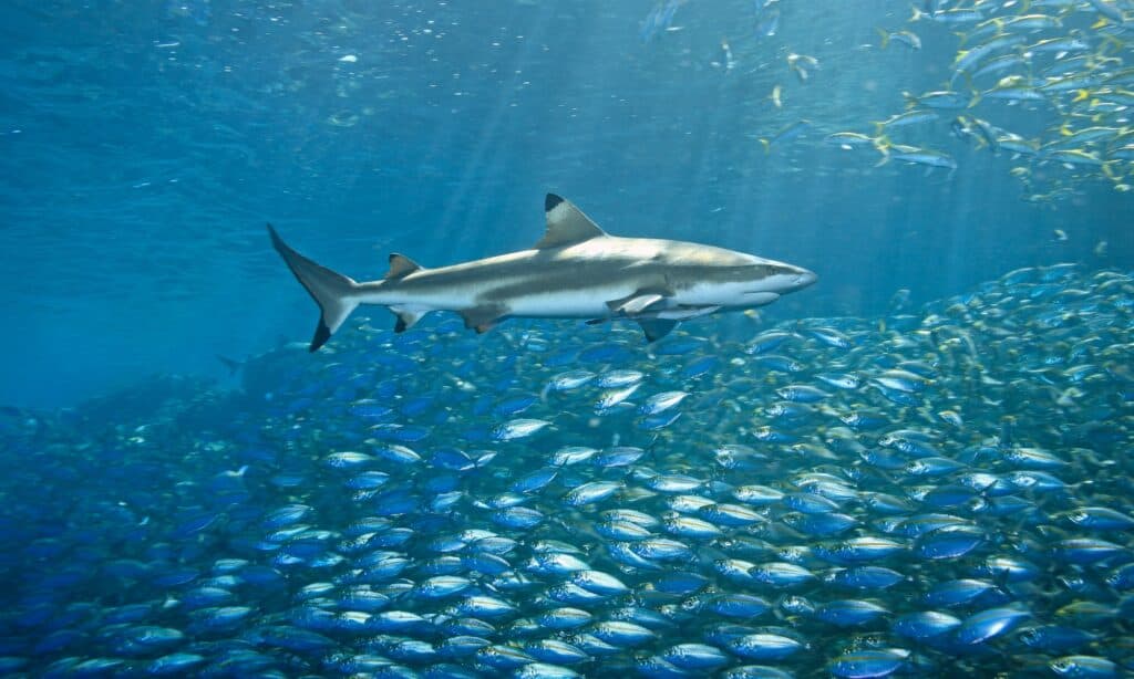 squalo pinna nera del reef