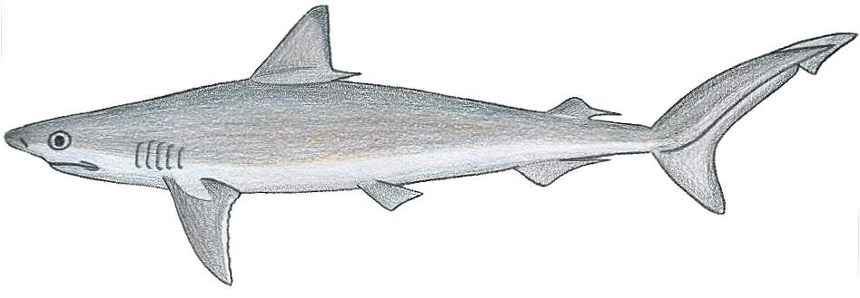 Squalo caraibico dal naso aguzzo