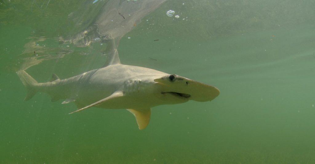Uno squalo Bonnethead che nuota nell'oceano.